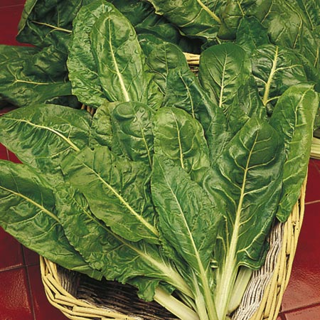 Leaf Beet Perpetual Spinach Plants x 18 (May)