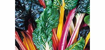 Beet Plants - Bright Lights