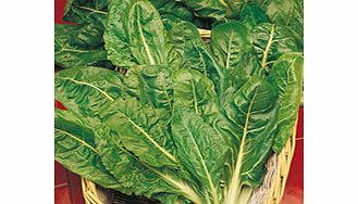 Leaf Beet Plants - Perpetual Spinach