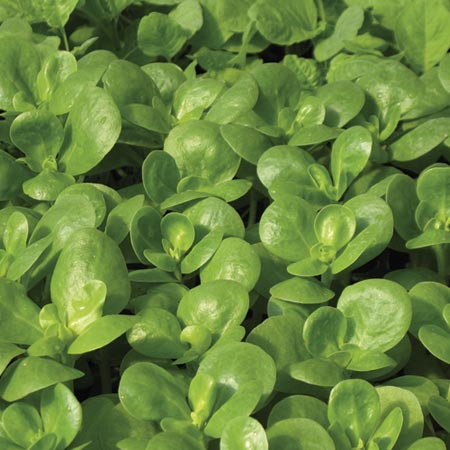 leaf Salad - Purslane Golden Seeds Average Seeds