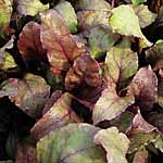 leaf Salad Beet Bulls Blood Seeds