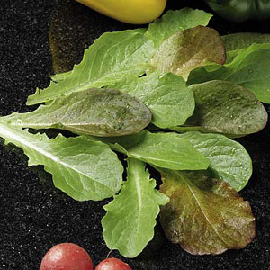 leaf Salad Cos Lettuce Mix Speedy Seeds