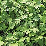 leaf Salad Cress Greek Seeds 439516.htm
