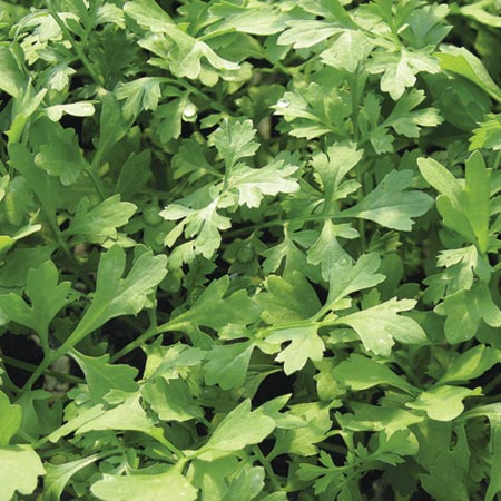 leaf Salad Cress Greek Seeds Average Seeds 900