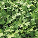 leaf Salad Cress Greek Seeds