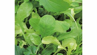 Leaf Salad Italian Mix Seeds