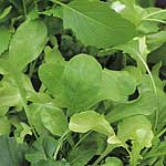 leaf Salad Italian Seeds