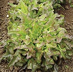 leaf Salad Lettuce Bronze Arrowhead Seeds