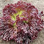 leaf Salad Lettuce Falbala Seeds 439522.htm