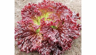 leaf Salad Lettuce Falbala Seeds