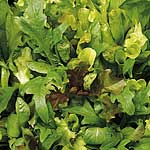 Leaf Salad Lettuce Mixture Seeds
