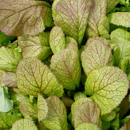 leaf Salad Mustard Giant Red Average Seeds 620