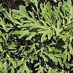 leaf Salad Mustard Golden Streaks Seeds 439962.htm