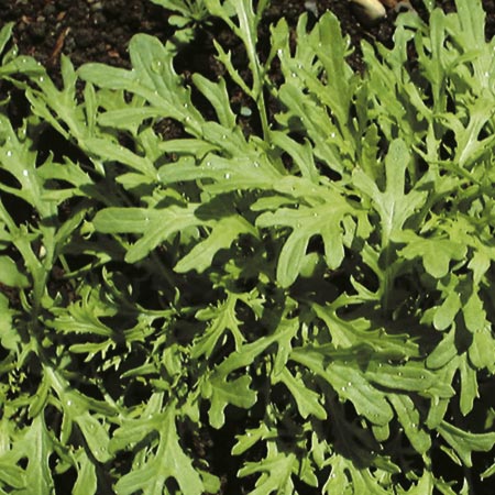 leaf Salad Mustard Golden Streaks Seeds Average