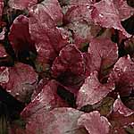 leaf Salad Seeds - Beet Bulls Blood