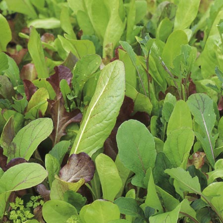 leaf Salad Seeds - French 1.50g Pack of seeds