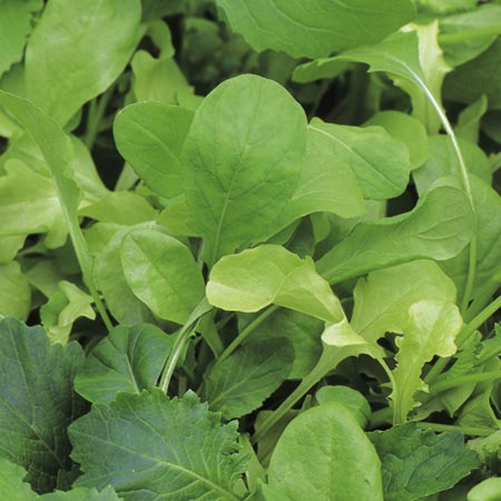 leaf Salad Seeds - Italian 1.50g Pack of seeds