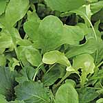 leaf Salad Seeds - Italian