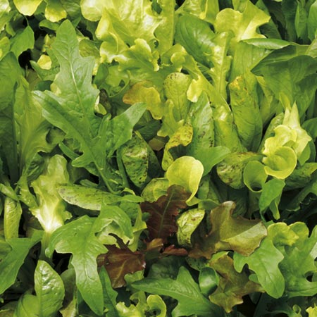 Leaf Salad Seeds - Lettuce Mixture Average Seeds