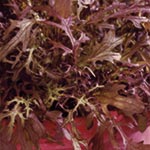 leaf Salad Seeds - Mustard Red Frills