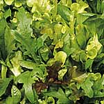 Leaf Salad Seeds: Lettuce Mixture