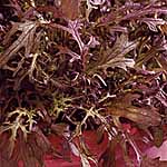 leaf Salad Seeds: Mustard Red Frills