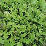 Leaf Salad Seeds: Spicy