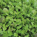 Leaf Salad Spicy Seeds