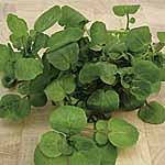 leaf Salad Watercress Aqua Seeds 439528.htm