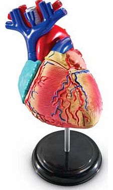 Learning Resources Anatomy Heart