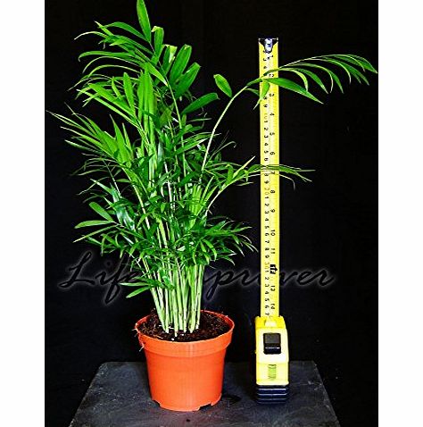 Life Improver 1 Chamaedorea Elegans Palm Evergreen house / office Plant, 45-50cm Tall
