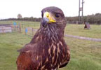 Lifestyle Hawk Walk in Derbyshire