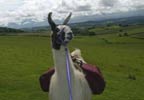 Lifestyle Llama Trekking with Cream Tea for One