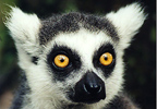 Lifestyle Meet the Lemurs Experience