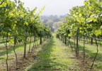 Lifestyle Vineyard Tour For Two