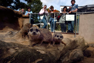 London Zoo Family Ticket Summer 09