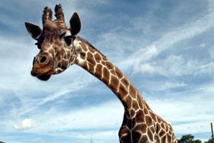 london Zoo Family Ticket Winter 09/10