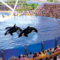 Loro Parque Combo Ticket with Lunch