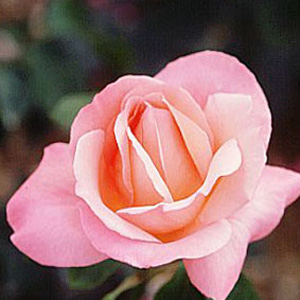 Lovely Lady - Hybrid Tea Rose