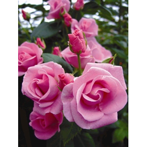 Lucky Floribunda Rose (pre-order now)