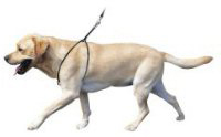 Lupi Dog Harness:L
