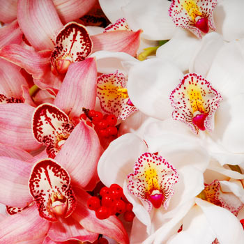 Luxury Cymbidium Orchids - flowers
