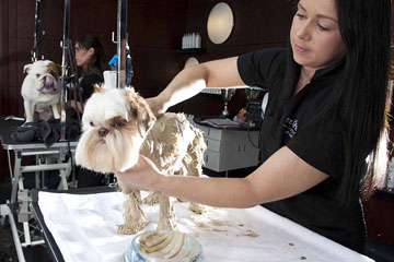 Luxury Pet Spa Day Experience at Harrods