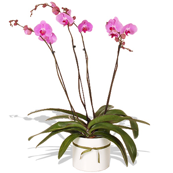 Luxury stem Phalaenopsis Orchid - flowers