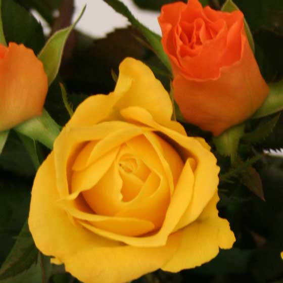 luxury Yellow and Orange Roses