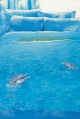 dolphin co-ordinates