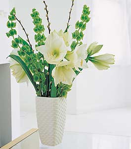 Amaryllis Vase