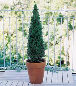 Buxus Tree