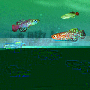 Fish Grow Your Own Fish