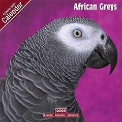 Magnet and Steel African Grey Wall Calendar: 2009